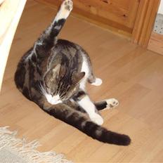 Blanding af racer Benjamin 