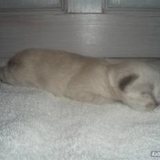 Blanding af racer Dumle