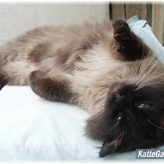 Blanding af racer Dumle