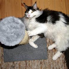 Maine Coon Taylormade.