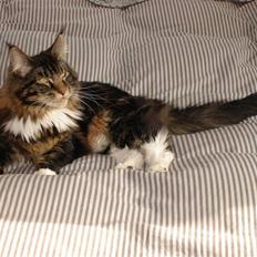 Maine Coon Titleist.