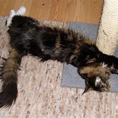 Maine Coon Titleist.