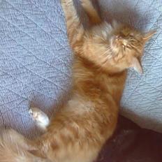 Maine Coon BALOU