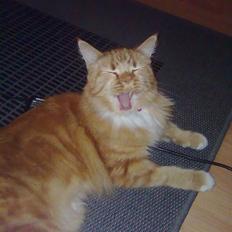 Maine Coon BALOU