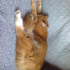 Maine Coon BALOU