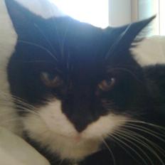 Blanding af racer Otto