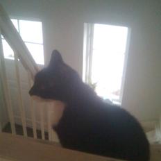 Blanding af racer Otto