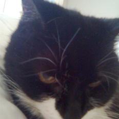 Blanding af racer Otto