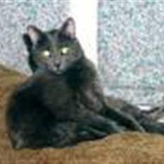 Blanding af racer Gråmis