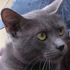 Blanding af racer Gråmis