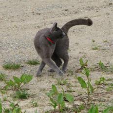 Blanding af racer Gråmis