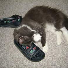 Norsk Skovkat pjuske