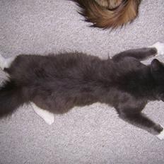 Norsk Skovkat pjuske