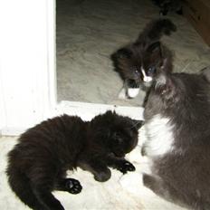 Norsk Skovkat pjuske