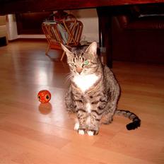 Blanding af racer Futte