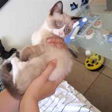 Huskat LemonxD - SOLGT