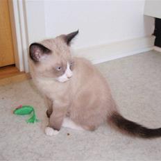 Huskat LemonxD - SOLGT