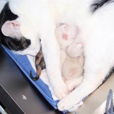 Huskat LemonxD - SOLGT