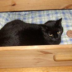 Blanding af racer Lucifer