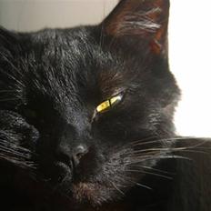 Blanding af racer Lucifer