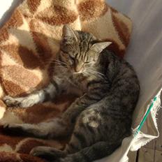 Blanding af racer Familien Jensen's Tiger