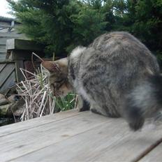 Blanding af racer Familien Jensen's Tiger