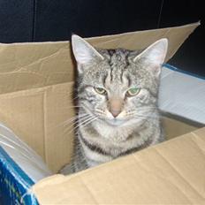 Blanding af racer Familien Jensen's Tiger