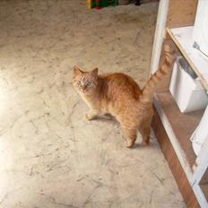 Huskat line død rip 2007*  +