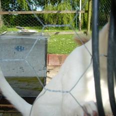 Blanding af racer snehvide rip 2008* +