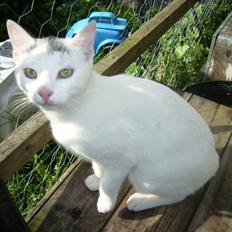 Blanding af racer snehvide rip 2008* +