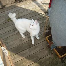 Blanding af racer speedy *2008 +