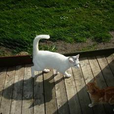 Blanding af racer speedy *2008 +