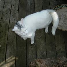 Blanding af racer speedy *2008 +