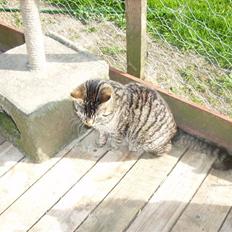 Huskat tiger *2008 +