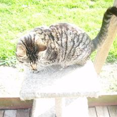 Huskat tiger *2008 +