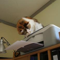 Maine Coon kaldenavn - Muska