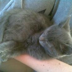 Blanding af racer Seavas