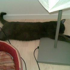 Blanding af racer Seavas