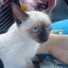 Siameser Gazelle Dimarli