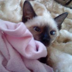 Siameser Gazelle Dimarli