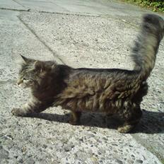 Blanding af racer Liva Weel