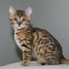 Bengal Noor