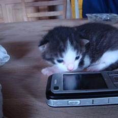 Blanding af racer chocolate bailey