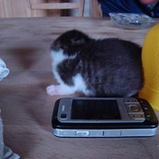 Blanding af racer chocolate bailey