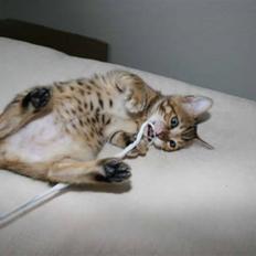 Bengal Noor
