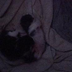 Blanding af racer chocolate bailey