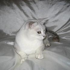 Burmilla Tristan *DØD*