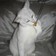 Burmilla Tristan *DØD*