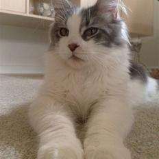 Maine Coon Bianca