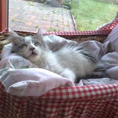 Maine Coon Bianca